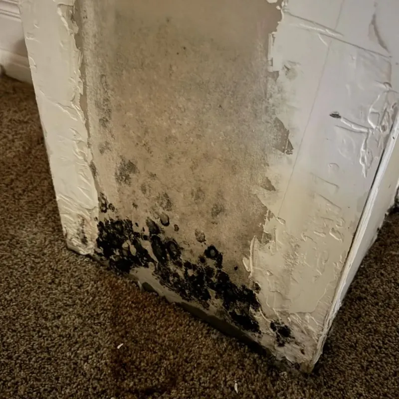 Professional Mold Removal in Caney, KS